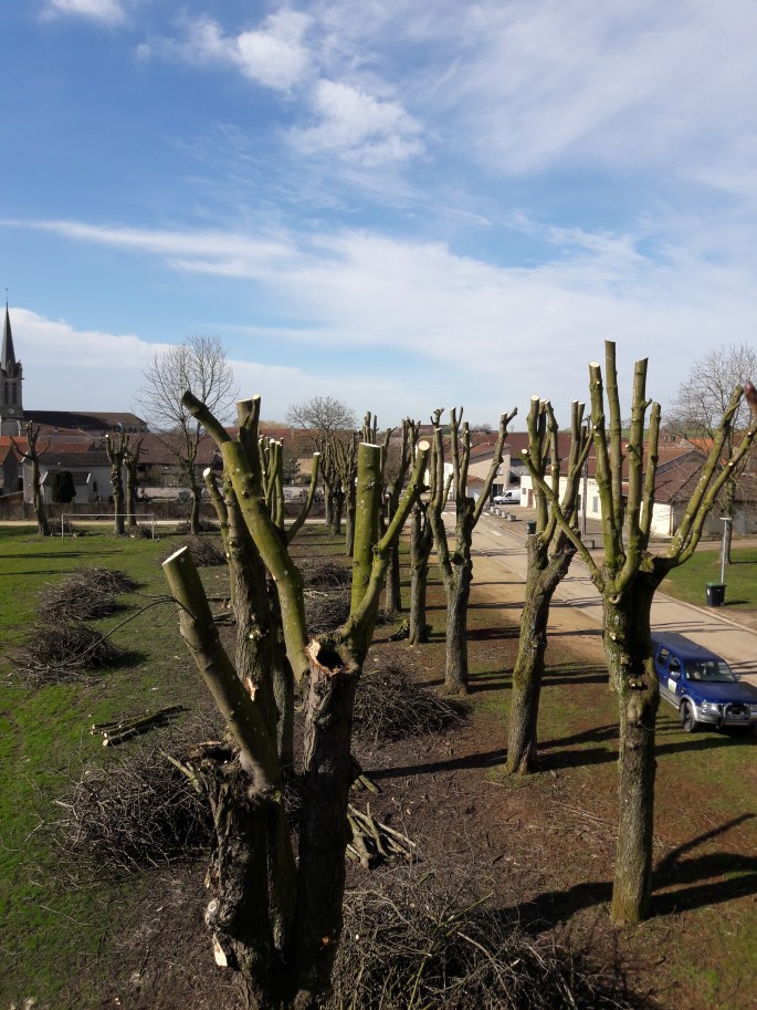 elagage sur noviant aux prés